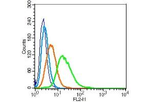 RSC96 cells probed with Aromatase Polyclonal Antibody, Unconjugated  at 1:20 for 30 minutes followed by incubation with a conjugated secondary (PE Conjugated) (green) for 30 minutes compared to control cells (blue), secondary only (light blue) and isotype control (orange). (Aromatase Antikörper  (AA 41-140))