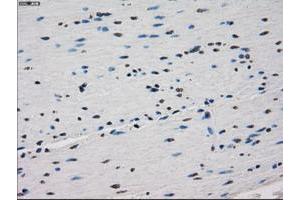 Image no. 1 for anti-Fc gamma RII (CD32) antibody (ABIN1497255) (Fc gamma RII (CD32) Antikörper)