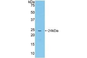 Detection of Recombinant CYPD, Mouse using Polyclonal Antibody to Cyclophilin 40 (CYP-40)