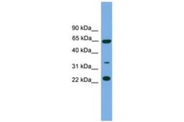 TRAPPC5 antibody  (N-Term)