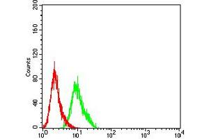 Flow cytometric analysis of Hela cells using AFAP1L2 mouse mAb (green) and negative control (red). (AFAP1L2 Antikörper  (AA 674-818))