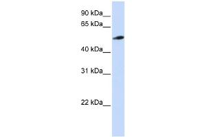 WB Suggested Anti-C10orf33 Antibody Titration:  0. (PYROXD2 Antikörper  (N-Term))