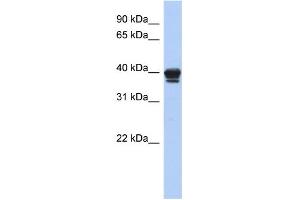 WB Suggested Anti-NAPE-PLD Antibody Titration: 0. (NAPEPLD Antikörper  (N-Term))