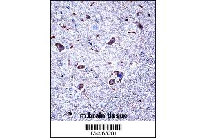Mouse Csnk1g1 Antibody immunohistochemistry analysis in formalin fixed and paraffin embedded mouse brain tissue followed by peroxidase conjugation of the secondary antibody and DAB staining. (CSNK1G1 Antikörper  (C-Term))