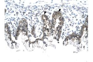 Prohibitin antibody was used for immunohistochemistry at a concentration of 4-8 ug/ml to stain Epithelial cells of fundic gland (arrows) in Human Stomach. (Prohibitin Antikörper  (C-Term))