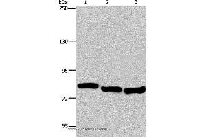 Western blot analysis of A549, Hela and K562 cell, using GAB2 Polyclonal Antibody at dilution of 1:300 (GAB2 Antikörper)