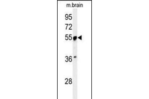 Western blot analysis of PRPF19 Antibody (N-term) (ABIN651064 and ABIN2840055) in mouse brain tissue lysates (35 μg/lane). (PRP19 Antikörper  (N-Term))