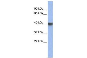 INSIG1 antibody used at 1 ug/ml to detect target protein. (INSIG1 Antikörper  (Middle Region))