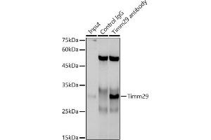 Immunoprecipitation analysis of 300 μg extracts of A-549 cells using 3 μg Timm29 antibody (ABIN7268551). (TIMM29 Antikörper)
