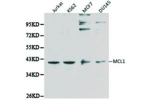 Western blot analysis of extracts of various cell lines, using MCL1 antibody. (MCL-1 Antikörper  (AA 120-220))