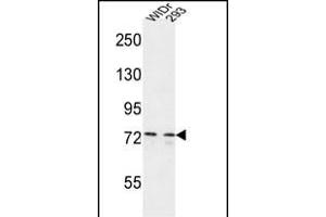 CEP63 Antibody (Center) (ABIN651000 and ABIN2840033) western blot analysis in WiDr,293 cell line lysates (35 μg/lane). (CEP63 Antikörper  (AA 520-548))
