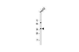 Anti-E2F5 Antibody (N-term) at 1:2000 dilution + HepG2 whole cell lysate Lysates/proteins at 20 μg per lane. (E2F5 Antikörper  (N-Term))