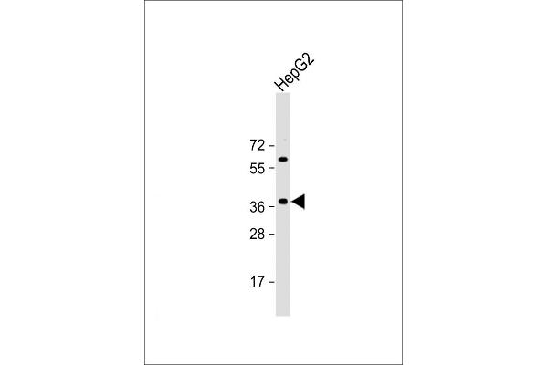 E2F5 Antikörper  (N-Term)