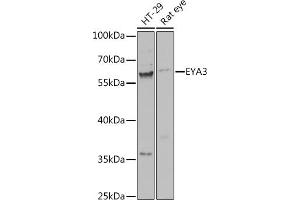 Western blot analysis of extracts of various cell lines, using EY antibody (ABIN7267073) at 1:1000 dilution. (EYA3 Antikörper  (AA 1-300))
