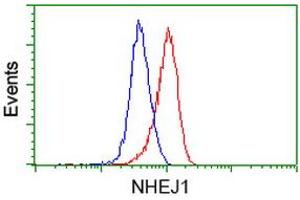Image no. 2 for anti-Nonhomologous End-Joining Factor 1 (NHEJ1) antibody (ABIN1499729) (NHEJ1 Antikörper)