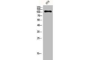 Western Blot analysis of 3T3 cells using GPR110 Polyclonal Antibody (G Protein-Coupled Receptor 110 Antikörper  (C-Term))
