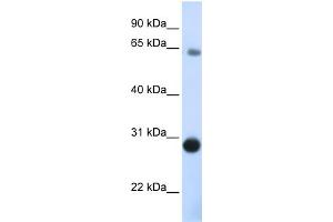 WB Suggested Anti-DERL3 Antibody Titration:  0. (Derlin-3 Antikörper  (C-Term))
