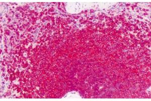 Image no. 1 for anti-G Protein-Coupled Receptor, Family C, Group 6, Member A (GPRC6A) (N-Term) antibody (ABIN1502564) (GPRC6A Antikörper  (N-Term))