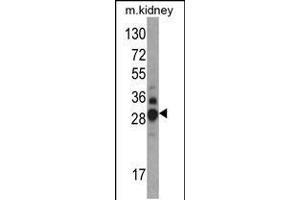 Western blot analysis of DDAH1 Antibody in mouse kidney tissue lysates (35ug/lane)