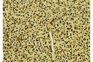 ABIN6277606 at 1/100 staining Mouse liver tissue by IHC-P.