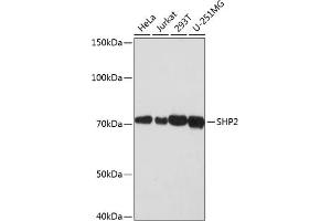 Western blot analysis of extracts of various cell lines, using SHP2 antibody (ABIN7269704) at 1:1000 dilution. (PTPN11 Antikörper)