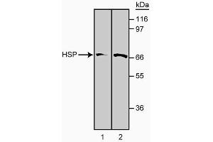 Western blot analysis of HSP-70 using clone 5G10. (HSP70 Antikörper)
