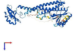 ATP6V1C2 Protein (AA 1-427) (His tag)