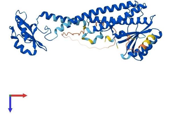 ATP6V1C2 Protein (AA 1-427) (His tag)