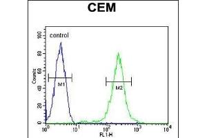 CFP Antibody (Center) (ABIN653898 and ABIN2843141) flow cytometric analysis of CEM cells (right histogram) compared to a negative control cell (left histogram). (CFP Antikörper  (AA 197-223))