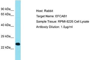 Host: Rabbit Target Name: EFCAB1 Sample Tissue: Human RPMI-8226 Whole Cell Antibody Dilution: 1ug/ml