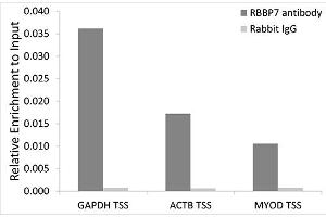 Chromatin immunoprecipitation analysis of extracts of 293T cells, using RBBP7 antibody (ABIN6128621, ABIN6146745, ABIN6146747 and ABIN6217460) and rabbit IgG. (RBBP7 Antikörper  (AA 1-230))