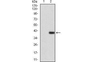 Western Blotting (WB) image for anti-CD7 (CD7) (AA 72-175) antibody (ABIN1724841)