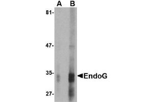 Western Blotting (WB) image for anti-Endonuclease G (ENDOG) (AA 51-140) antibody (ABIN492521) (Endonuclease G Antikörper  (AA 51-140))