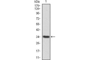 Western Blotting (WB) image for anti-Annexin A1 (ANXA1) (AA 144-248) antibody (ABIN1842825)