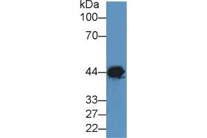 Western blot analysis of Dog Brain lysate, using Rabbit Anti-Dog CKM Antibody (2 µg/ml) and HRP-conjugated Goat Anti-Rabbit antibody (abx400043, 0. (CKM Antikörper  (AA 11-367))
