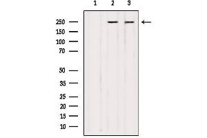 Western blot analysis of extracts from various samples, using NUMA1 Antibody. (NUMA1 Antikörper  (N-Term))