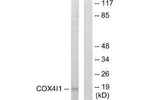 Western Blotting (WB) image for anti-Cytochrome C Oxidase Subunit IV Isoform 1 (COX4I1) (N-Term) antibody (ABIN1850322) (COX IV Antikörper  (N-Term))