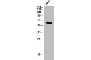 Western Blot analysis of A549 cells using Connexin 47 Polyclonal Antibody (GJC2 Antikörper  (N-Term))