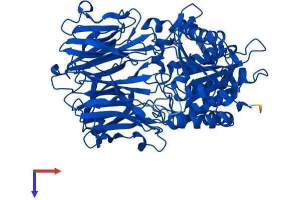 PREP Protein (AA 1-710) (His tag)