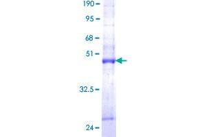 Mtfp1 Protein (AA 1-166) (GST tag)