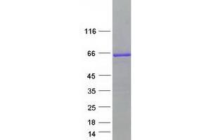 Validation with Western Blot (BAIAP2 Protein (Transcript Variant 2) (Myc-DYKDDDDK Tag))