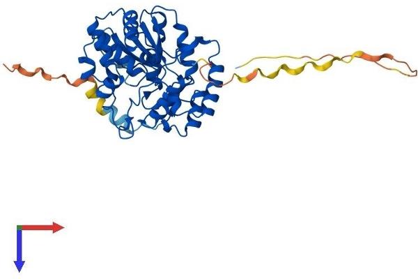 SULT2B1 Protein (AA 1-365) (His tag)