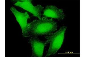 Immunofluorescence (IF) image for anti-Apolipoprotein B mRNA Editing Enzyme, Catalytic Polypeptide-Like 3H (APOBEC3H) (AA 1-182) antibody (ABIN531149)
