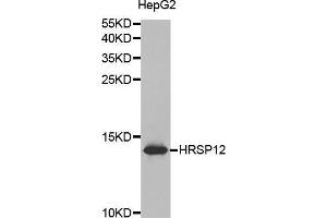 Western blot analysis of extracts of HepG2 cell lines, using HRSP12 antibody. (HRSP12 Antikörper  (AA 1-137))