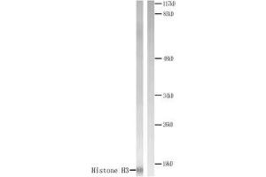Western blot analysis of extracts from COLO205 cells. (Histone H3.1 Antikörper)
