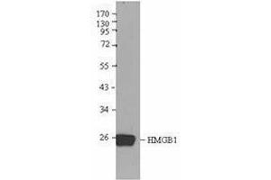 Western Blotting (WB) image for anti-High Mobility Group Box 1 (HMGB1) antibody (ABIN2666344) (HMGB1 Antikörper)