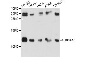 Western blot analysis of extracts of various cell lines, using S100A10 antibody. (S100A10 Antikörper)