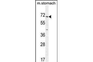 ESCO2 Antibody (Center) (ABIN654674 and ABIN2844369) western blot analysis in mouse stomach tissue lysates (35 μg/lane). (ESCO2 Antikörper  (AA 132-161))