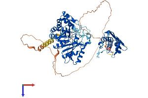 MOCS1 Protein (AA 1-636) (His tag)