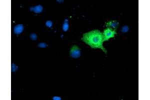 Anti-GBP1 mouse monoclonal antibody (ABIN2455059) immunofluorescent staining of COS7 cells transiently transfected by pCMV6-ENTRY GBP1 (RC201236). (GBP1 Antikörper)
